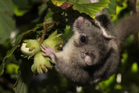 Fat dormouse