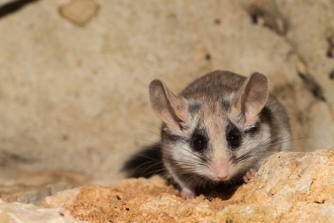 Asian garden dormouse