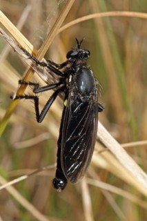 Robber fly