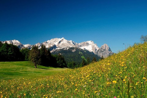 Spring meadow