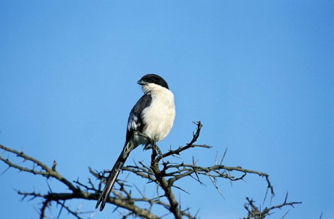 LONG TAILED FISCAL