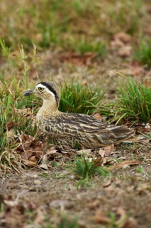 Double striped thick knee