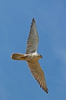Saker falcon