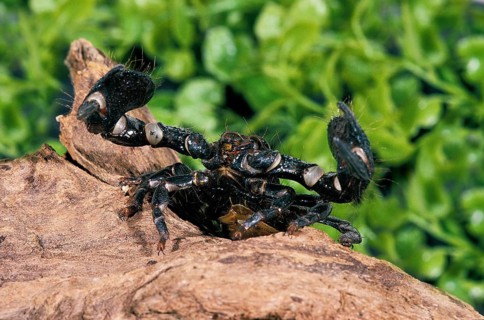 Imperial Scorpion