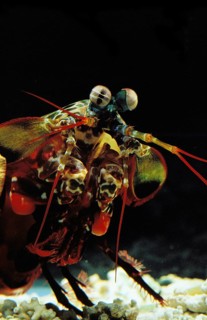 Peacock Mantis Shrimp