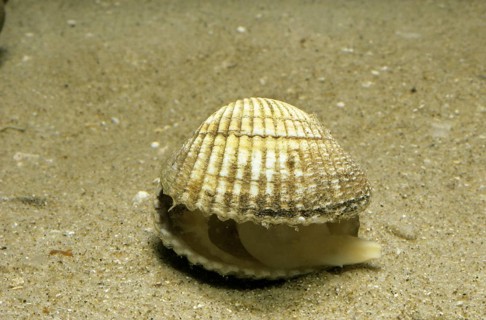 Common cockle