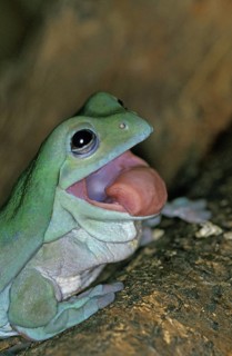 WHITE Australian green tree frog