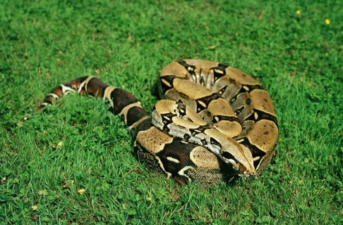 Boa constrictor