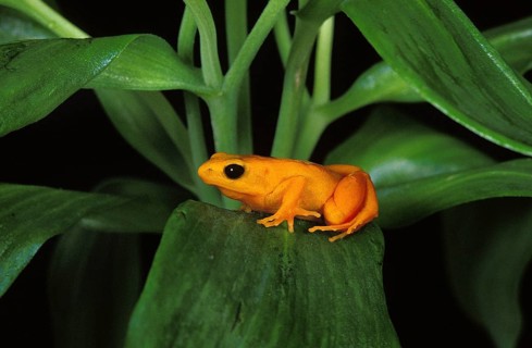 GOLDEN MANTELLA