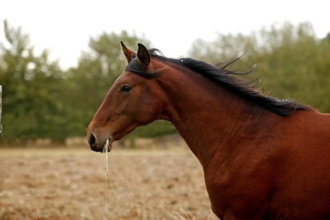 Lusitano stallion