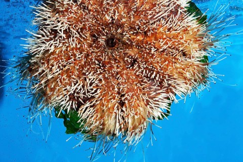 Priest-Hat Urchin or Short Spine Urchin