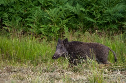 Wild Boar