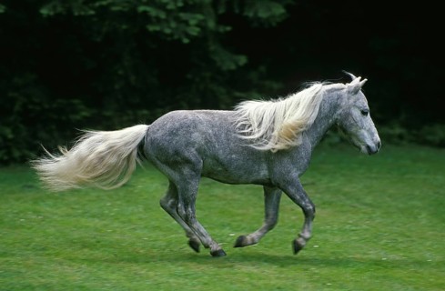 American Miniature Horse