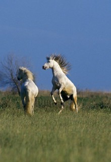 Camargue horses