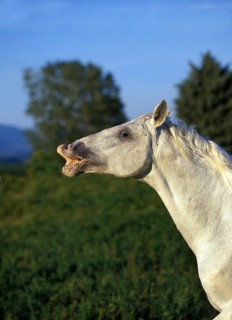 LIPIZZAN