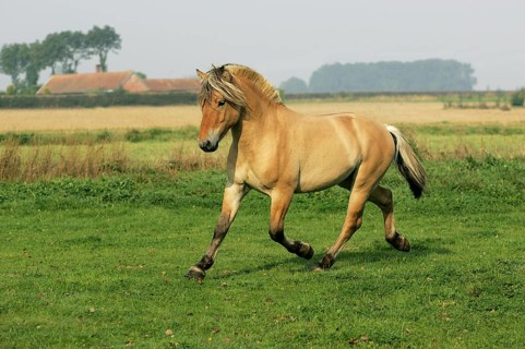 NORWEGIAN FJORD HORSE