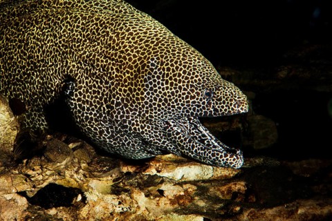 Reticulated moray eel