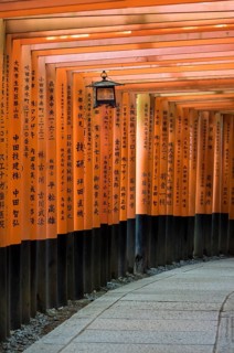 Lantern along a path lined with torii gates
