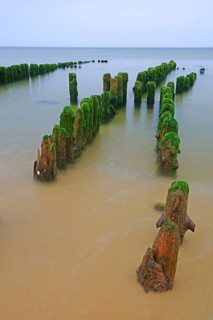 Algae-covered groynes in the early morning on the beach of Rantum
