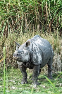 Male Indian rhinoceros