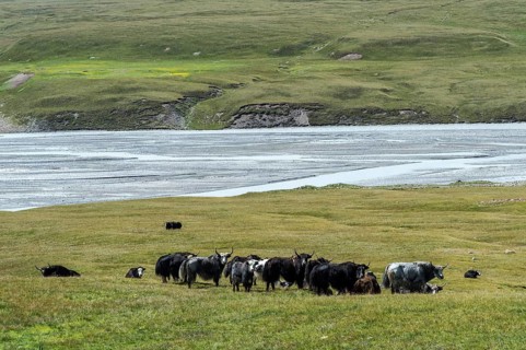 Yak herd