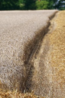 Wheat