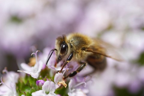 Honey bee