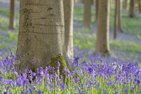 Common bluebells
