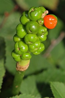 Wild Arum