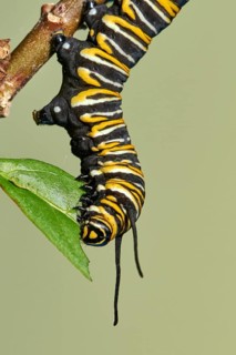 Caterpillar of the monarch butterfly
