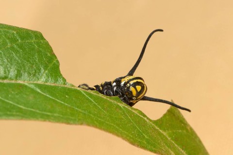 Caterpillar of the monarch butterfly
