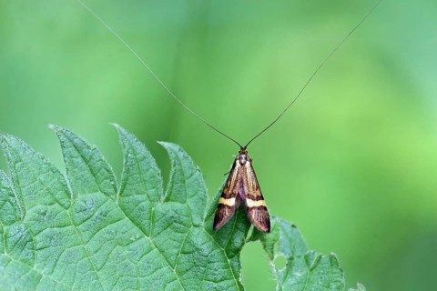 Longhorn moth