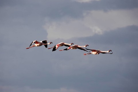 Lesser Flamingo