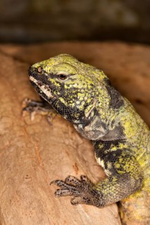 Spiny-tailed Lizard