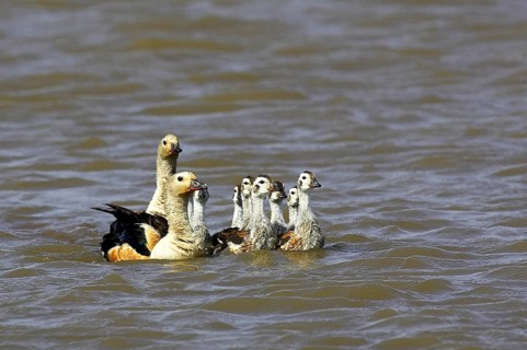 Orinoco goose