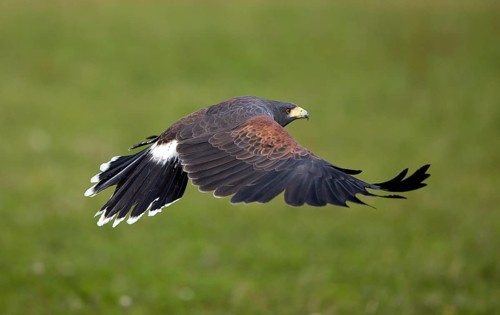 Harris's hawk