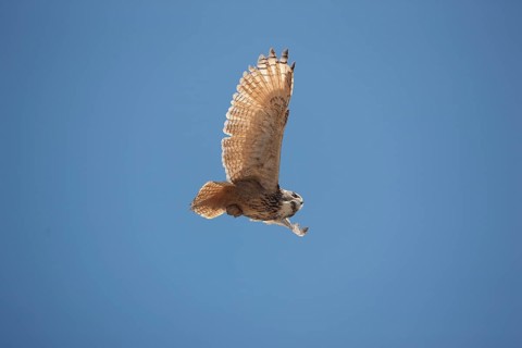 Cape Eagle Owl