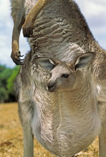 Eastern grey kangaroo