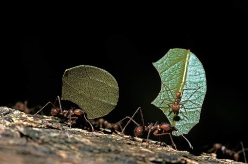 Leaf-Cutter Ant
