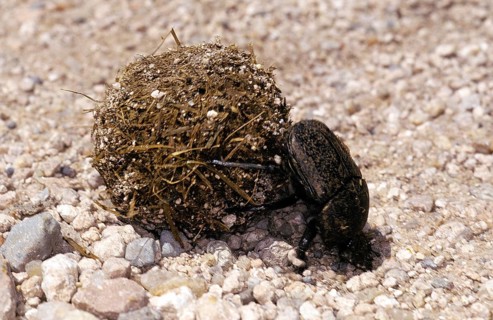 Dung Beetle