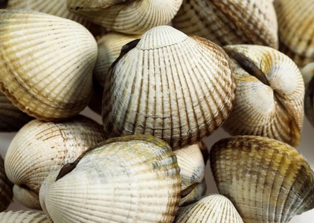 Common Cockle