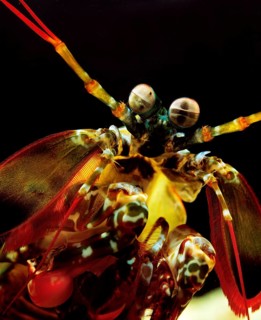 Peacock Mantis Shrimp