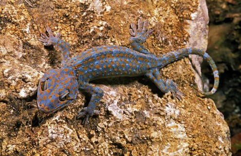 Tokay gecko