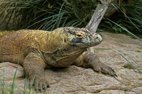 Komodo dragon