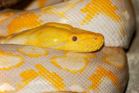 ALBINO RETICULATION PYTHON python reticulatus