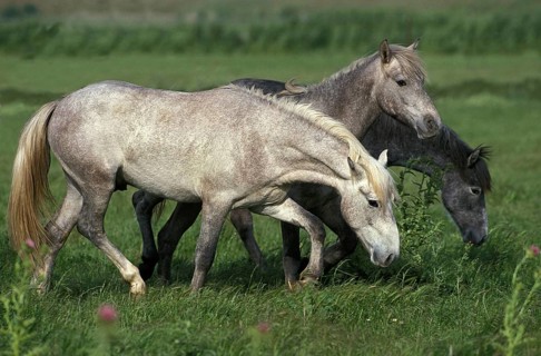 Lusitano horse