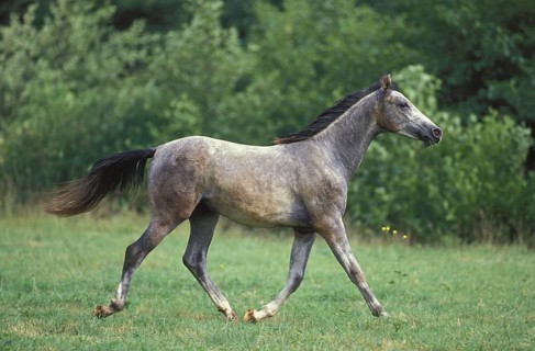 SHAGYA HORSE