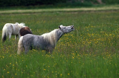 AMERICAN MINIATURE HORSE