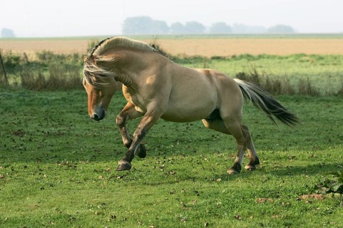 Norwegian fjord stallion