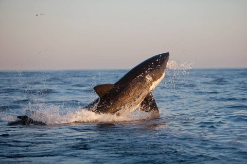 Great white shark